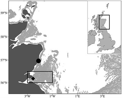 Exploring the Influence of Food and Temperature on North Sea Sandeels Using a New Dynamic Energy Budget Model